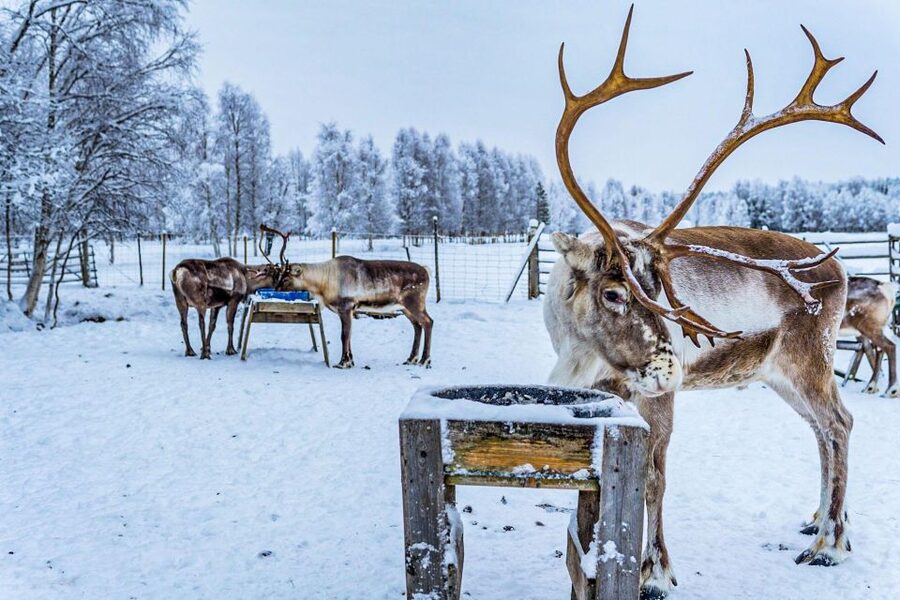Rovaniemi: Local Reindeer Farm Visit with Sleigh Ride - Practical details that can make the day better