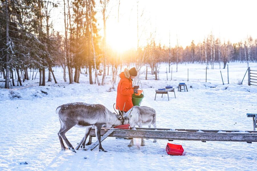 Rovaniemi: Local Reindeer Farm Visit with Sleigh Ride - The 35-minute drive from Rovaniemi