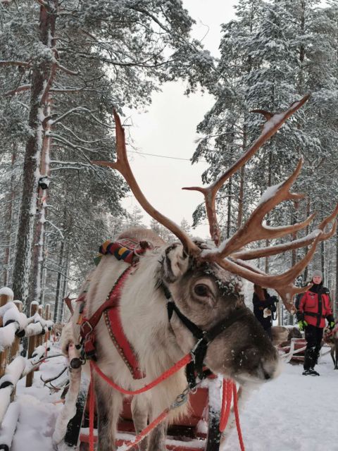 Rovaniemi: Meet Santa Claus, Reindeer Sleigh Ride & Huskies - The 500-meter husky run through the forest