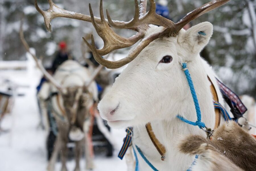 Rovaniemi: Meet Santa Claus, Reindeer Sleigh Ride & Huskies - Should you book this Santa Claus Village tour?