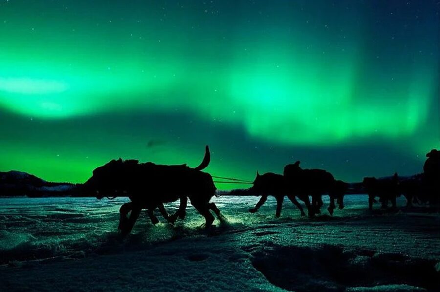 Rovaniemi: Northern Lights and Husky Sleigh Ride - Booking flexibility and practical limits