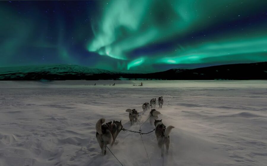 Rovaniemi: Northern Lights and Husky Sleigh Ride - A winter night that begins with working huskies