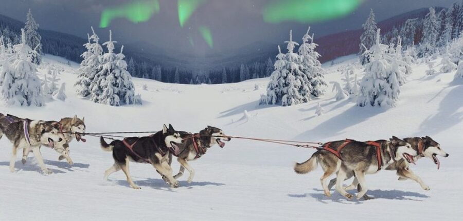 Rovaniemi: Northern Lights and Husky Sleigh Ride - Searching for auroras after the farm