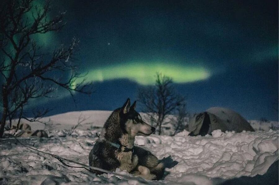 Rovaniemi: Northern Lights and Husky Sleigh Ride - Warm clothing, cold conditions, and comfort