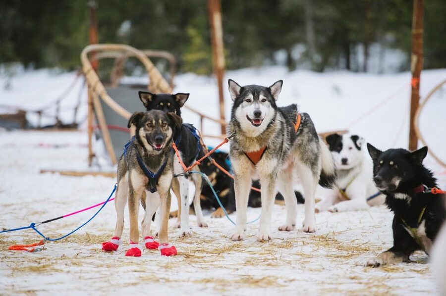 Rovaniemi: One Hour Husky Experience - What This Rovaniemi Husky Visit Really Is