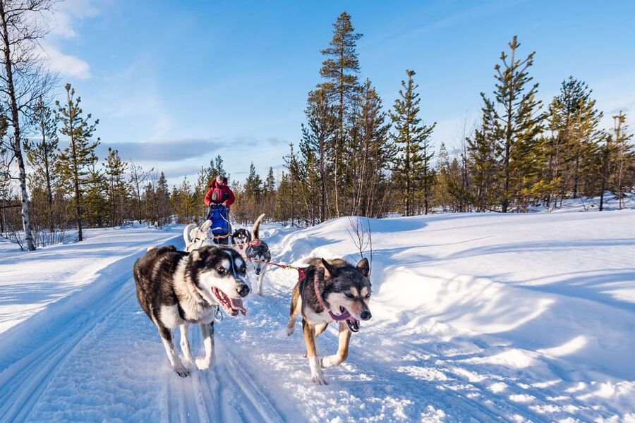 Rovaniemi: One Hour Husky Experience - The Pickup From Central Rovaniemi