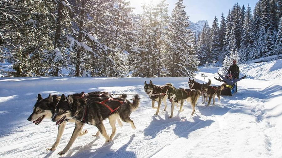 Rovaniemi: One Hour Husky Experience - Price, Time, and What You Are Paying For