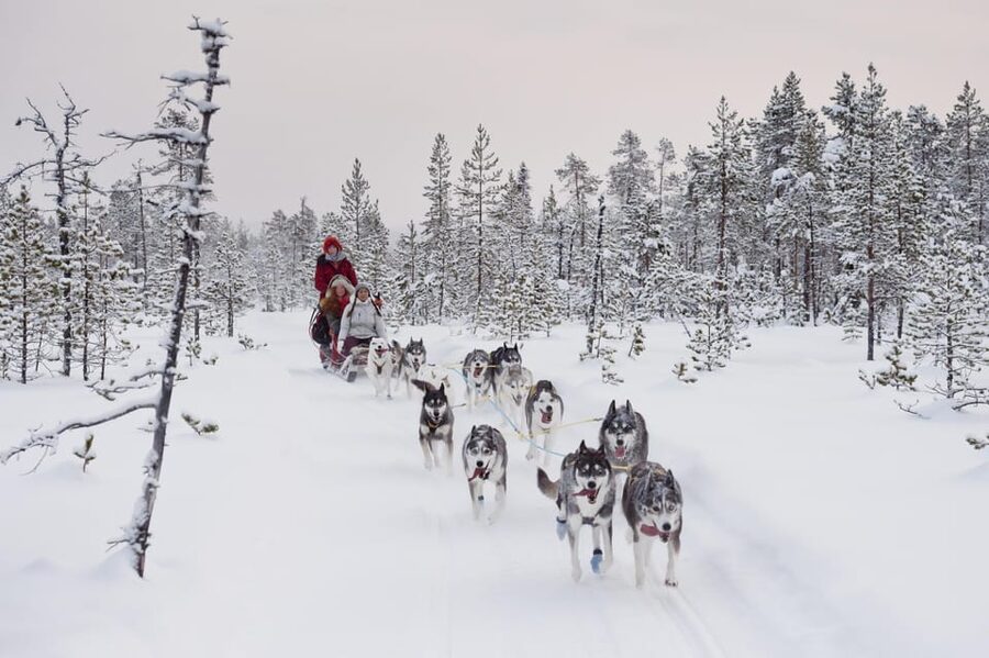 Rovaniemi: One Hour Husky Experience - Who Should Book This One-Hour Farm Program