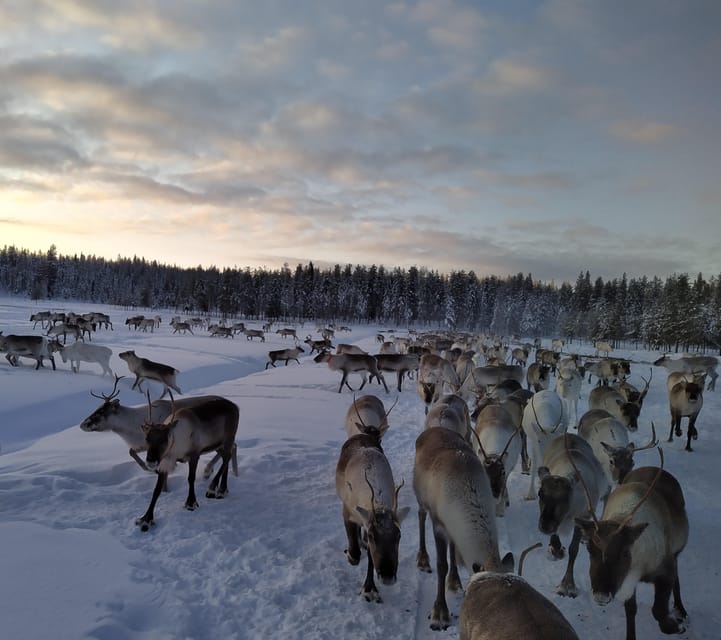 Rovaniemi: Private Reindeer Farm Visit and Walk-Along - A real farm visit, not a quick photo stop