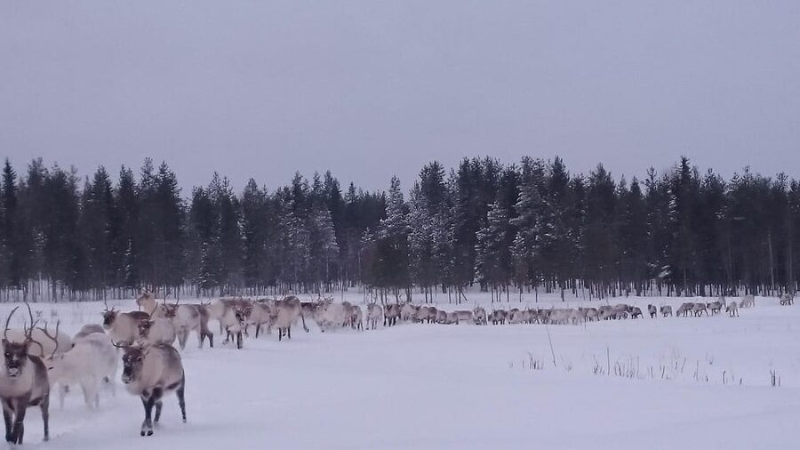 Rovaniemi: Private Reindeer Farm Visit and Walk-Along - The snowmobile sledge ride to the pasture