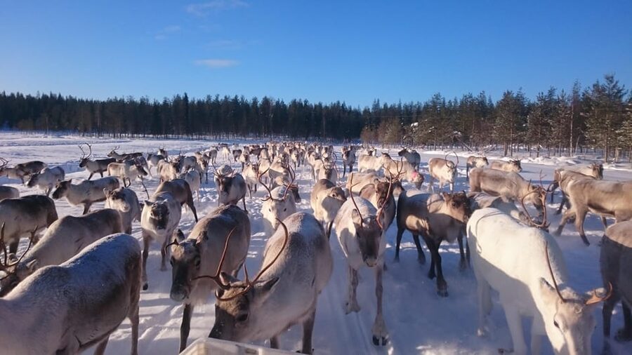 Rovaniemi: Private Reindeer Farm Visit and Walk-Along - A forest walk with young reindeer