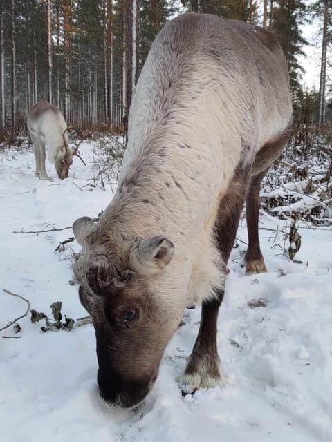 Rovaniemi: Private Reindeer Farm Visit and Walk-Along - Campfire food inside the kota tent