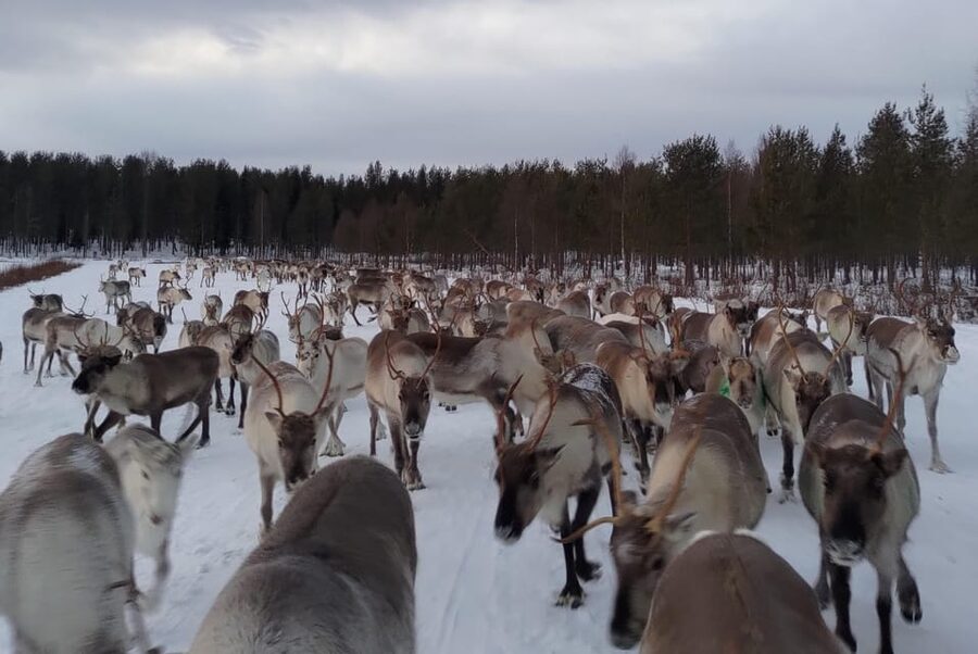 Rovaniemi: Private Reindeer Farm Visit and Walk-Along - What the private format changes