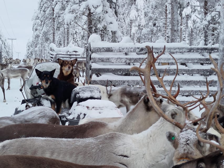 Rovaniemi: Private Reindeer Farm Visit and Walk-Along - Getting to Unarin-Luusua