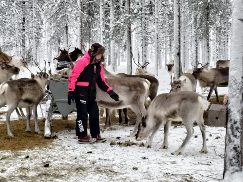 Rovaniemi: Private Reindeer Farm Visit and Walk-Along - Who will enjoy this most