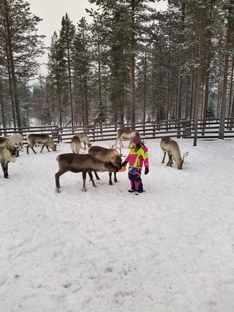 Rovaniemi: Private Reindeer Farm Visit and Walk-Along - Practical clothing and timing advice