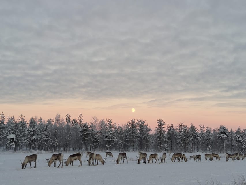 Rovaniemi: Private Reindeer Farm Visit and Walk-Along - Feeding the herd by hand
