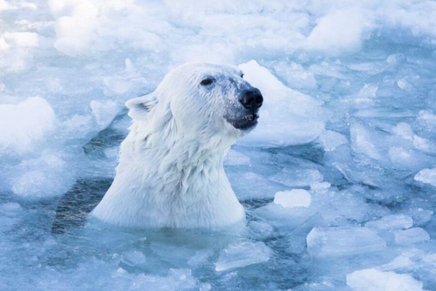 Rovaniemi: Ranua Zoo Entry Ticket w/ Walking Tour and Lunch - Key points to know before booking