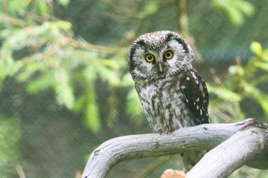 Rovaniemi: Ranua Zoo Entry Ticket w/ Walking Tour and Lunch - Booking, cancellation, and practical details