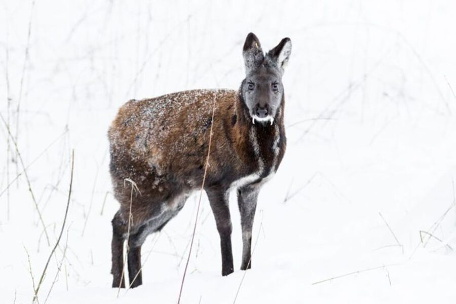 Rovaniemi: Ranua Zoo Entry Ticket w/ Walking Tour and Lunch - Getting from Rovaniemi to Ranua Zoo