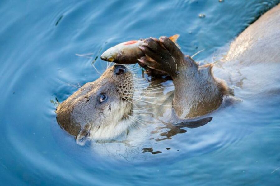 Rovaniemi: Ranua Zoo Entry Ticket w/ Walking Tour and Lunch - Walking the 1.5-hour zoo route