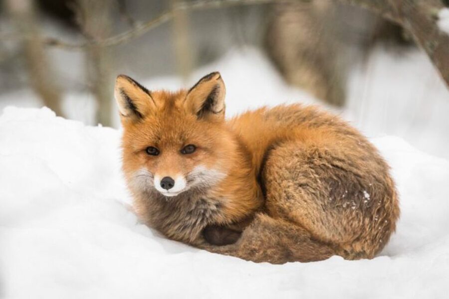 Rovaniemi: Ranua Zoo Entry Ticket w/ Walking Tour and Lunch - Which animals are easiest to spot?