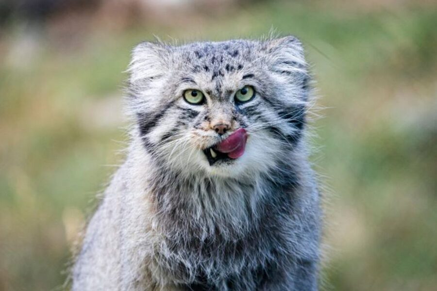 Rovaniemi: Ranua Zoo Entry Ticket w/ Walking Tour and Lunch - Lunch inside the zoo