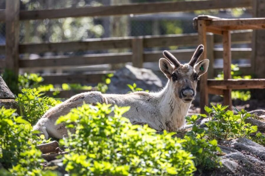 Rovaniemi: Ranua Zoo Entry Ticket w/ Walking Tour and Lunch - Who will enjoy this outing most?