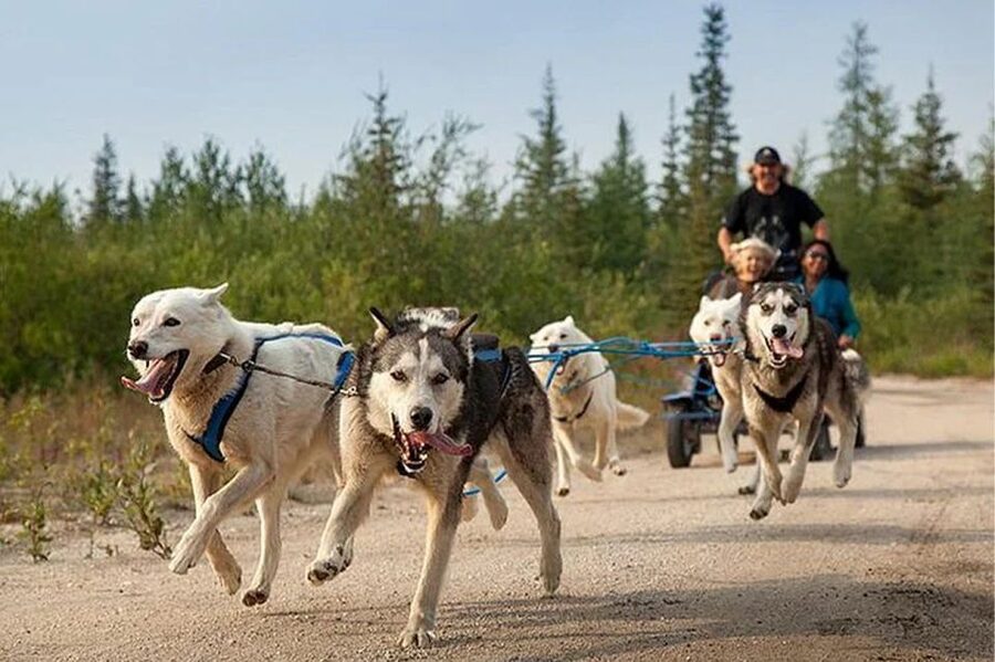 Rovaniemi: Ranua Zoo Entry Ticket with BBQ Picnic - Pickup from Rovaniemi and the five-hour plan