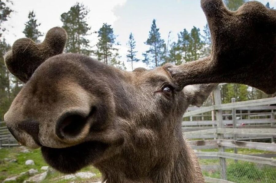 Rovaniemi: Ranua Zoo Entry Ticket with BBQ Picnic - Feeding times are the smart way to plan your route