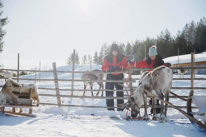 Rovaniemi: Reindeer Experience with Sleigh Ride - Meeting reindeer beyond the Santa Claus photo stop