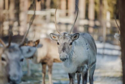 Reindeer Experience with Sleigh Ride