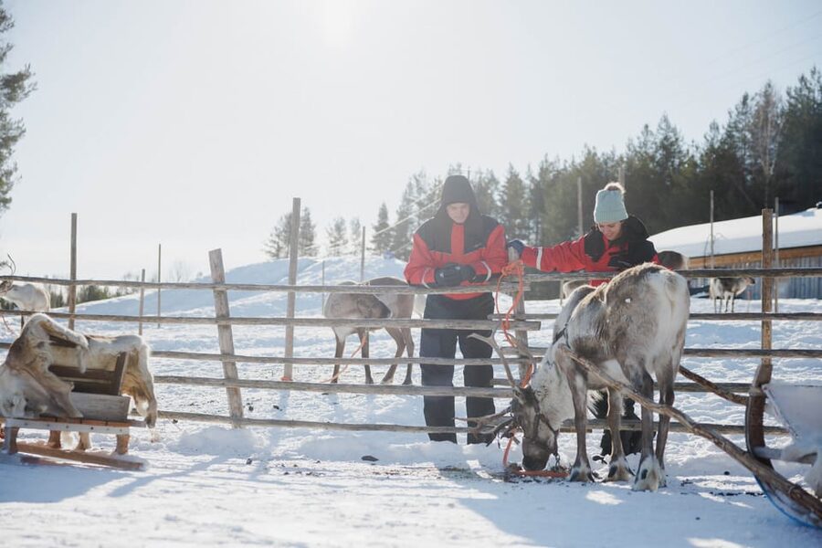 Rovaniemi: Reindeer Experience with Sleigh Ride - The 500-meter sleigh ride