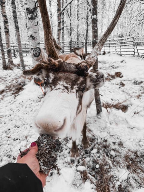 Rovaniemi: Reindeer Experience with Sleigh Ride - Hot juice, biscuits, and a fire-warmed kota