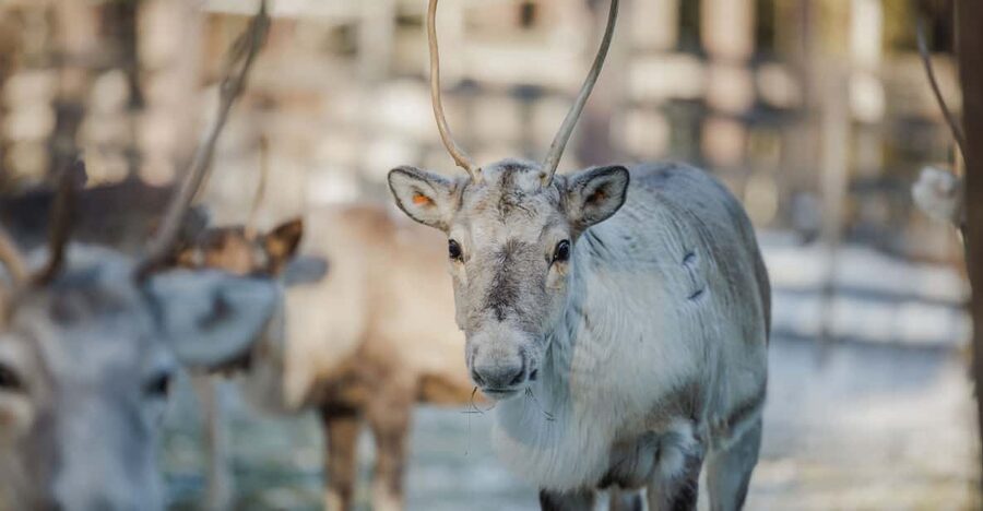 Rovaniemi: Reindeer Experience with Sleigh Ride - Who will enjoy this Rovaniemi outing