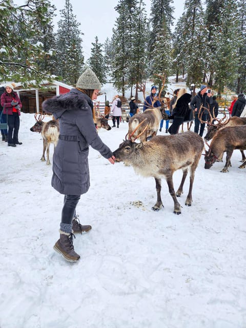 Rovaniemi: Reindeer Farm Visit and Sleigh Ride with transfer - What the $117 price really buys you