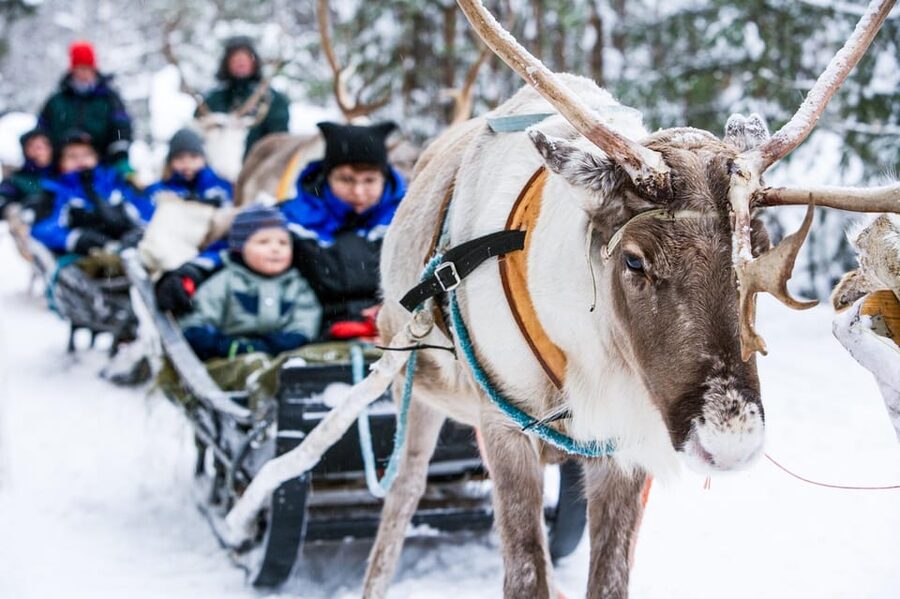 Rovaniemi: Reindeer Farm Visit and Sleigh Ride with transfer - Meeting the reindeer and feeding them