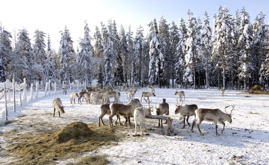 Rovaniemi: Reindeer Farm Visit and Sleigh Ride with transfer - Warming up in the kota hut