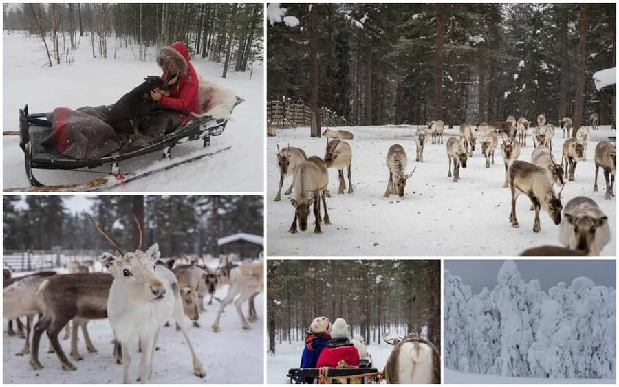 Rovaniemi: Reindeer Farm Visit and Sleigh Ride with transfer - How the cultural element may feel