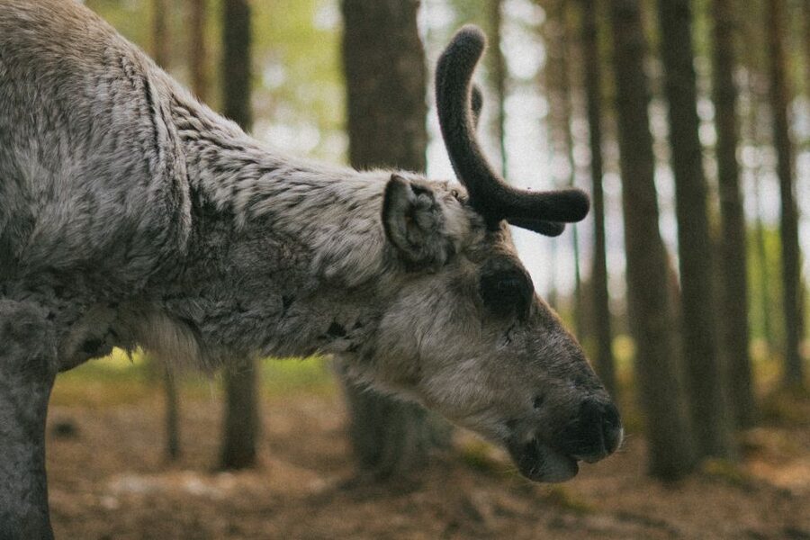 Rovaniemi: Reindeer Farm Visit with Photographer - Key points at a glance