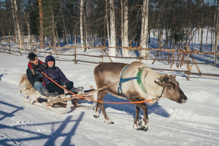 Rovaniemi: Reindeer Farm Visit with Photographer - The 400-meter sleigh ride