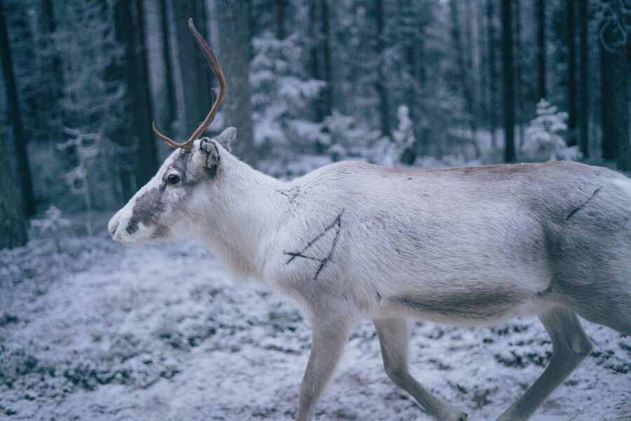 Rovaniemi: Reindeer Farm Visit with Photographer - Price and value at $139