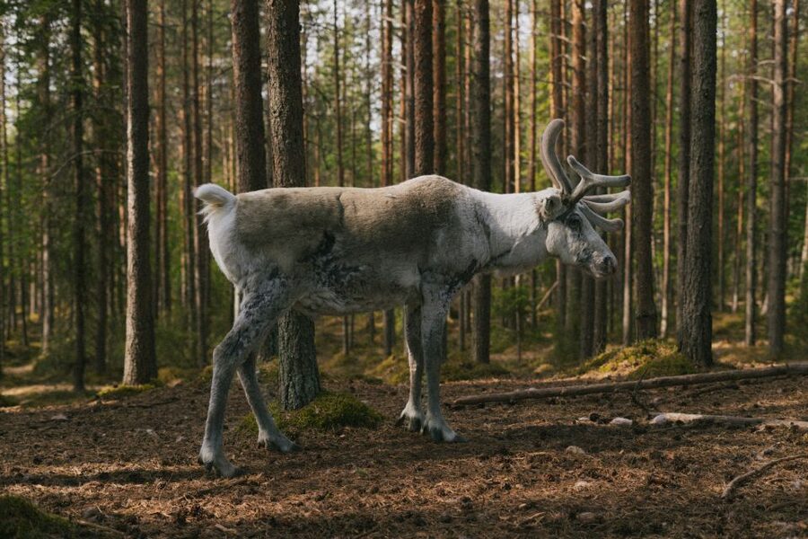 Rovaniemi: Reindeer Farm Visit with Photographer - Who should book this Rovaniemi outing?