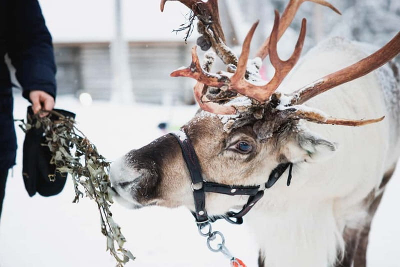 Rovaniemi: Reindeer, Huskies & Santa Claus Village - Key points at a glance