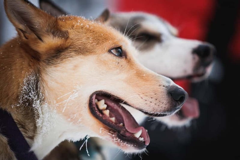Rovaniemi: Reindeer, Huskies & Santa Claus Village - Two hours at Santa Claus Village