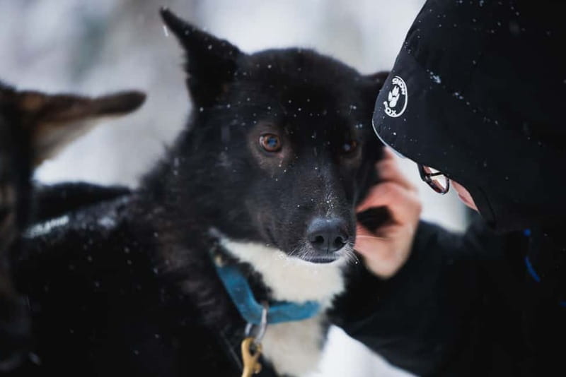 Rovaniemi: Reindeer, Huskies & Santa Claus Village - What the guides add to the day