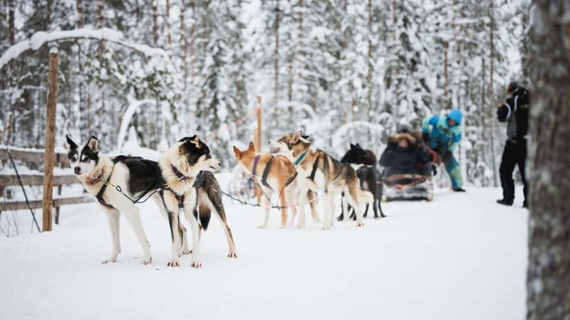 Rovaniemi: Reindeer, Huskies & Santa Claus Village - Who will enjoy this tour most
