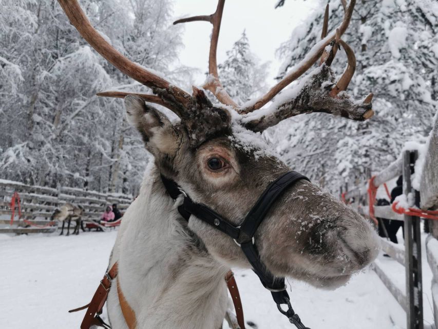 Rovaniemi: Reindeer, Huskies, Santa's Pets & Aurora Hunt - Key points at a glance