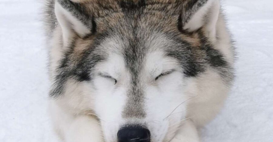 Rovaniemi: Reindeer, Huskies, Santa's Pets & Aurora Hunt - Who will enjoy this Rovaniemi day most