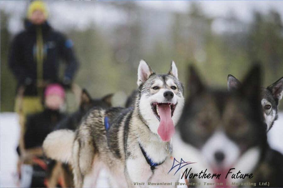 Rovaniemi: Reindeer, Huskies, Santa's Pets & Aurora Hunt - One long day, split between two very different Laplands